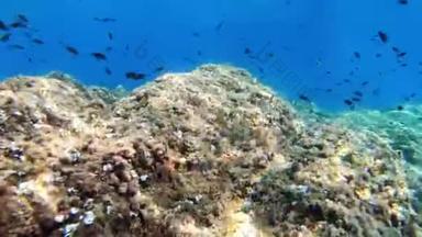 在地中海珊瑚礁中<strong>游泳的小鱼</strong>